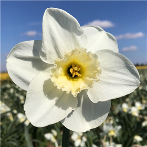 Narcissus (Daffodil) 'Dream Castle'. Loose, Per 10 Bulbs.